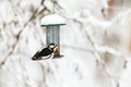 Great Spotted Woodpecker sitting on a bird feeder in winter in the garden
