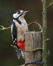 A great spotted woodpecker in the forest