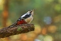 Great Spotted Woodpecker Royalty Free Stock Photo