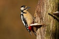 Great spotted woodpecker sitting on tree in spring