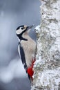 Great Spotted Woodpecker sitting on the tree trunk with snow during winter Royalty Free Stock Photo