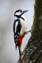 Great Spotted Woodpecker sitting on the tree trunk with snow during winter, animal in the nature habitat, France