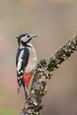 Great spotted woodpecker Royalty Free Stock Photo