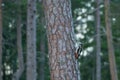 Great spotted woodpecker