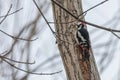 Great Spotted Woodpecker on tree trunk Dendrocopos major Royalty Free Stock Photo