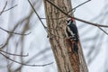 Great Spotted Woodpecker on tree trunk Dendrocopos major Royalty Free Stock Photo