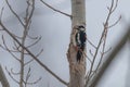 Great Spotted Woodpecker on tree trunk Dendrocopos major Royalty Free Stock Photo