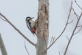 Great Spotted Woodpecker on tree trunk Dendrocopos major Royalty Free Stock Photo