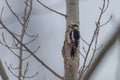 Great Spotted Woodpecker on tree trunk (Dendrocopos major Royalty Free Stock Photo