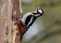 Great spotted woodpecker on a tree trunk. Dendrocopos major. Royalty Free Stock Photo