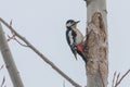 Great Spotted Woodpecker on tree trunk Dendrocopos major Royalty Free Stock Photo