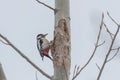 Great Spotted Woodpecker on tree trunk Dendrocopos major Royalty Free Stock Photo