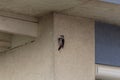 Woodpecker knocking at the wall of a house