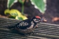 Great spotted woodpecker young bird