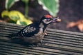 Great spotted woodpecker young bird