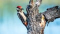 Great spotted woodpecker - young