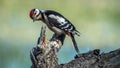 Great spotted woodpecker - young