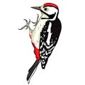 The great spotted woodpecker young. vector illustration