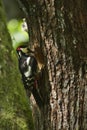 Great-spotted woodpeckers feeding Royalty Free Stock Photo