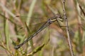 Great Spreadwing Royalty Free Stock Photo