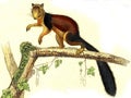 The great squirrel of the coast of Malabar, vintage engraving
