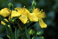 Great St. Johnswort 22351