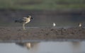 Great stone curlew