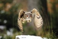 A great strong brown owl with huge red eyes flying through the forest directly to the photographer