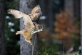 A great strong brown owl with huge red eyes flying through the forest on a red and green trees background