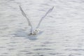 A great strong white owl with huge yellow eyes and wide spread wings flying above snowy steppe.