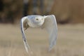 A great strong white owl with huge yellow eyes and wide spread wings flying above steppe directly to the photographer.