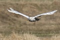 A great strong white owl with huge yellow eyes and wide spread wings flying above steppe directly to the photographer.