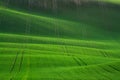 Great Summer Landscape With Fields Of Wheat. Natural Spring Rural Landscape In Green Color. Green Wheat Field With Stripes And W Royalty Free Stock Photo