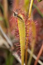 Great sundew, Drosera anglica with caught mosquito