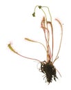 Great sundew, Drosera anglica isolated on white background Royalty Free Stock Photo
