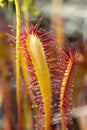 Great sundew, Drosera anglica Royalty Free Stock Photo