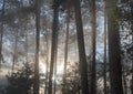 Great sunrays in the pine forest with magic of light, fog and sunshine at sunrise part 8 Royalty Free Stock Photo