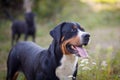 Great swiss mountain dog and labrador retriever walking outdoors Royalty Free Stock Photo