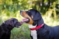 Great swiss mountain dog and labrador retriever walking outdoors Royalty Free Stock Photo