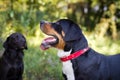 Great swiss mountain dog and labrador retriever walking outdoors Royalty Free Stock Photo