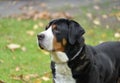 Great Swiss Mountain Dog male champion.