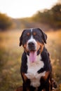 Great swiss mountain dog walking outdoors in sunset Royalty Free Stock Photo