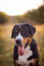 Great swiss mountain dog walking outdoors in sunset Royalty Free Stock Photo