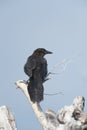 Great-tailed Grackel perched in tree