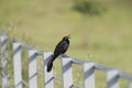 Great-tailed Grackel Quiscalus mexicanus perched on fence