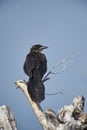 Great-tailed Grackel Quiscalus mexicanus perched in tree