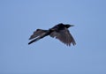 Great-tailed Grackle