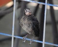 Great-tailed grackle baby bird doomed