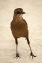Great Tailed Grackle Bird with Attitude