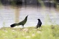 Great Tailed Grackle Bird, Lake Watson, Prescott Arizona USA